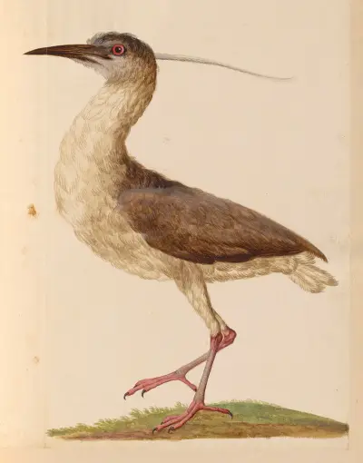 Oiseaux de la Ménagerie du Roi Pl.17 av Pieter Boel