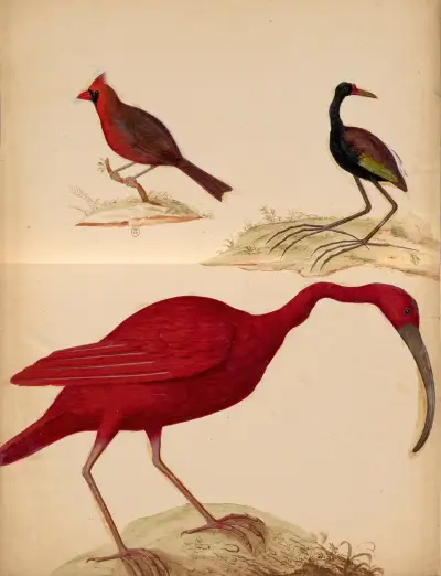Oiseaux de la Ménagerie du Roi Pl.21 av Pieter Boel