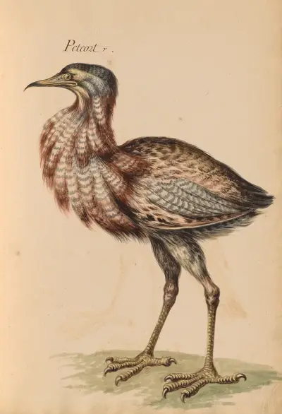 Oiseaux de la Ménagerie du Roi Pl.23 av Pieter Boel