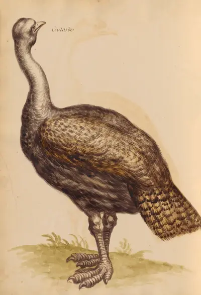 Oiseaux de la Ménagerie du Roi Pl.25 av Pieter Boel
