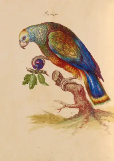 Fåglar från Kungliga menageriet Pl.28 av Pieter Boel