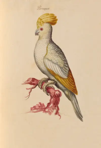 Oiseaux de la Ménagerie du Roi Pl.29 av Pieter Boel