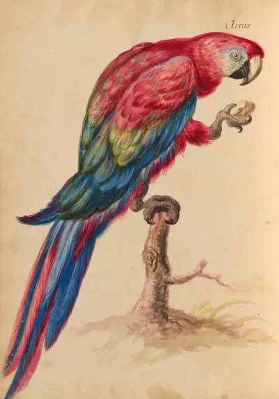 Oiseaux de la Ménagerie du Roi Pl.30 av Pieter Boel