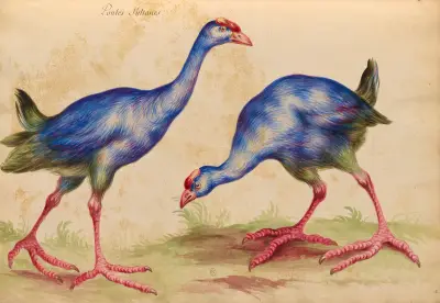 Oiseaux de la Ménagerie du Roi Pl.32 av Pieter Boel