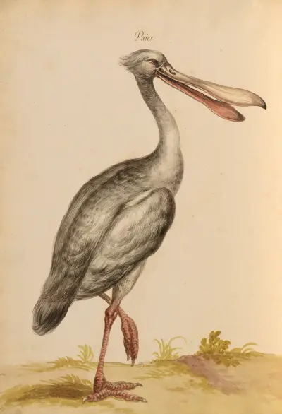 Oiseaux de la Ménagerie du Roi Pl.34 av Pieter Boel