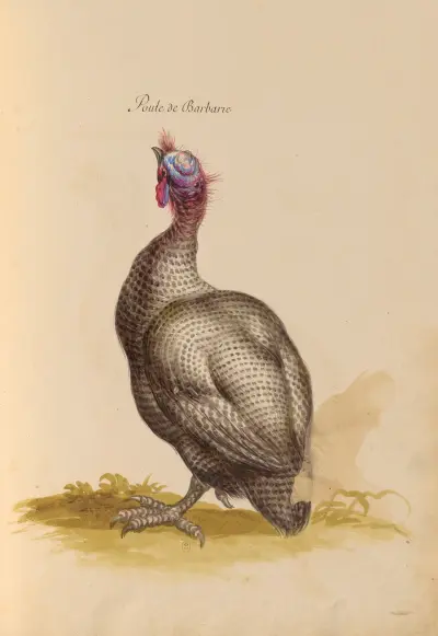 Vögel aus der Menagerie des Königs Taf. 38 von Pieter Boel