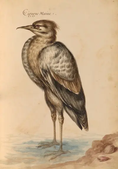 Oiseaux de la Ménagerie du Roi Pl.40 av Pieter Boel