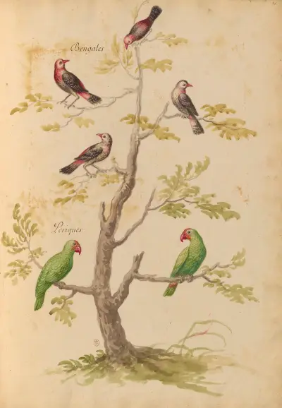 Oiseaux de la Ménagerie du Roi Pl.42 av Pieter Boel
