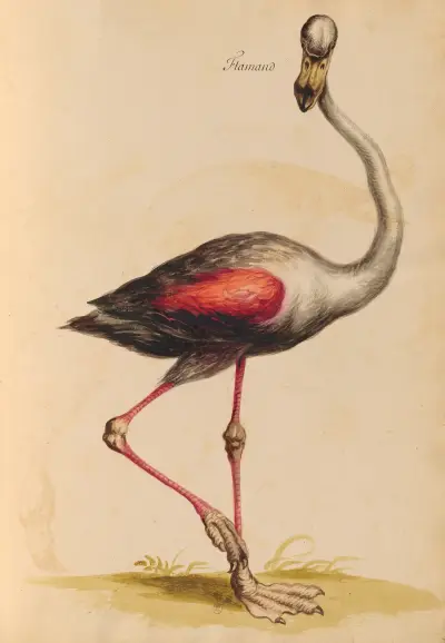 Vögel aus der königlichen Menagerie Taf. 44 von Pieter Boel