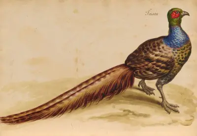 Oiseaux de la Ménagerie du Roi Pl.47 av Pieter Boel