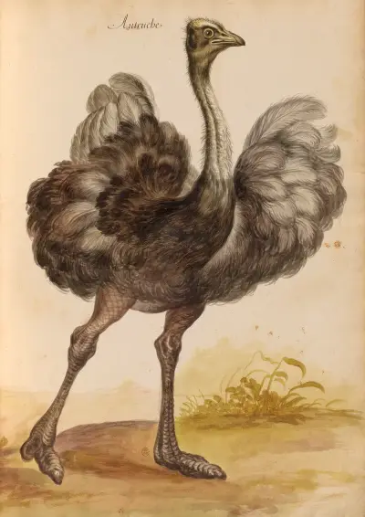 Oiseaux de la Ménagerie du Roi Pl.51 av Pieter Boel