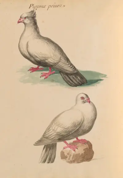 Vögel aus der Königlichen Menagerie, Taf. 53 von Pieter Boel