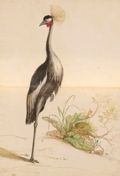Oiseaux de la Ménagerie du Roi Pl.55 av Pieter Boel