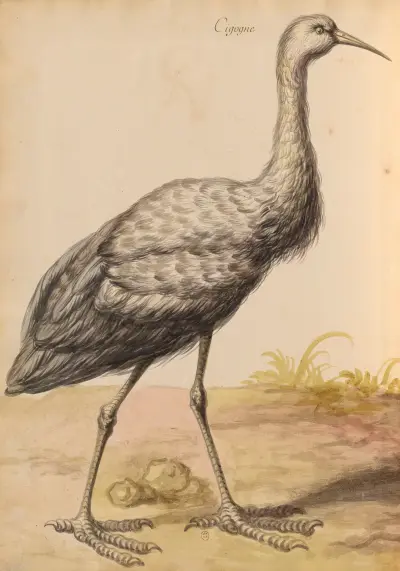 Oiseaux de la Ménagerie du Roi Pl.56 av Pieter Boel