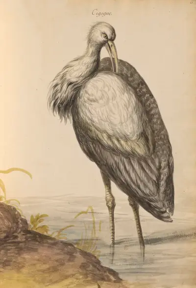 Fåglar från Kungliga menageriet pl. 57 av Pieter Boel