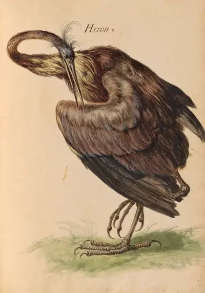 Vögel aus der königlichen Menagerie Pl. 58 von Pieter Boel