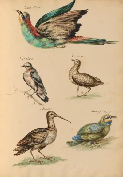 Oiseaux de la Ménagerie du Roi Pl.59 av Pieter Boel