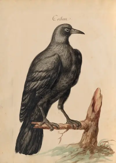 Oiseaux de la Ménagerie du Roi Pl.61 av Pieter Boel