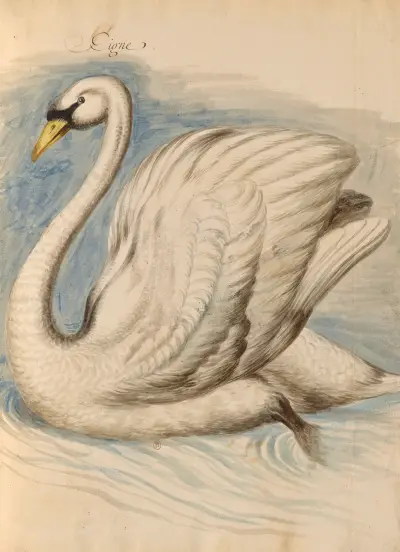 Oiseaux de la Ménagerie du Roi Pl.62 av Pieter Boel