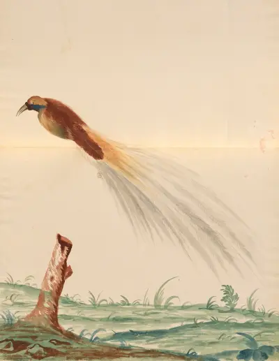 Vögel aus der Menagerie des Königs, Taf. 63 von Pieter Boel