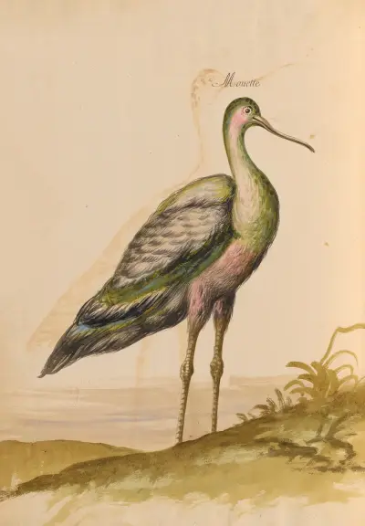 Fåglar från Kungliga menageriet pl. 64 av Pieter Boel