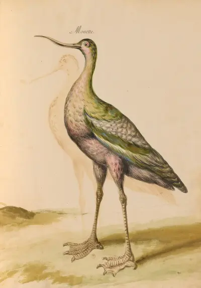 Oiseaux de la Ménagerie du Roi Pl.65 av Pieter Boel
