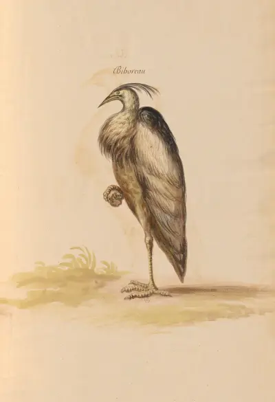 Fåglar från Kungliga menageriet pl. 67 av Pieter Boel