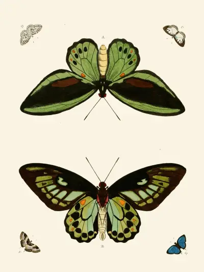 Motýli cizích zemí, pl. 23, Pieter Cramer