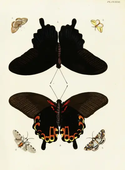 Foreign butterflies occurring in the three continents Asia, Africa and America Pl.428 av Pieter Cramer