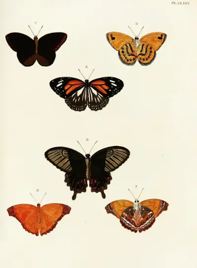 Foreign butterflies occurring in the three continents Asia, Africa and America Pl.427 av Pieter Cramer