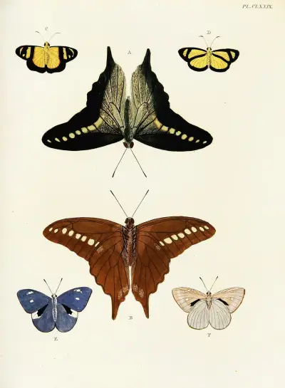 Foreign butterflies occurring in the three continents Asia, Africa and America Pl.426 av Pieter Cramer