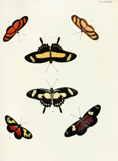 Foreign butterflies occurring in the three continents Asia, Africa and America Pl.424 av Pieter Cramer