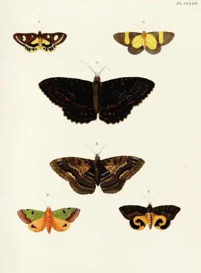 Foreign butterflies occurring in the three continents Asia, Africa and America Pl.419 av Pieter Cramer