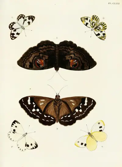 Foreign butterflies occurring in the three continents Asia, Africa and America Pl.418 av Pieter Cramer