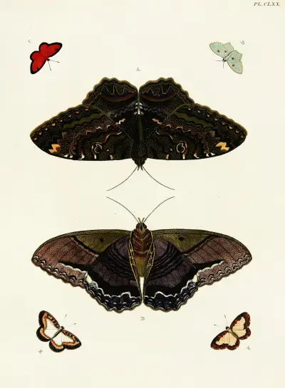 Foreign butterflies occurring in the three continents Asia, Africa and America Pl.417 av Pieter Cramer