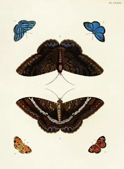 Foreign butterflies occurring in the three continents Asia, Africa and America Pl.416 av Pieter Cramer