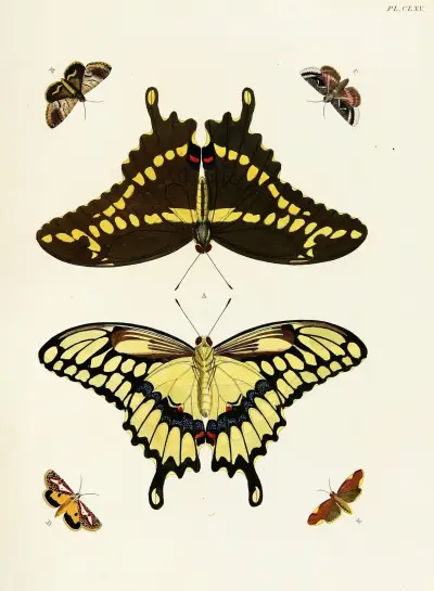 Foreign butterflies occurring in the three continents Asia, Africa and America Pl.412 av Pieter Cramer