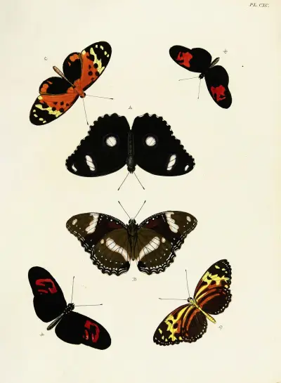 Foreign butterflies occurring in the three continents Asia, Africa and America Pl.437 av Pieter Cramer