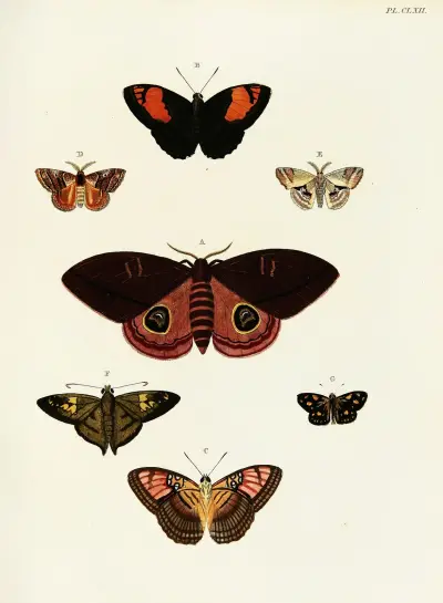 Foreign butterflies occurring in the three continents Asia, Africa and America Pl.409 av Pieter Cramer
