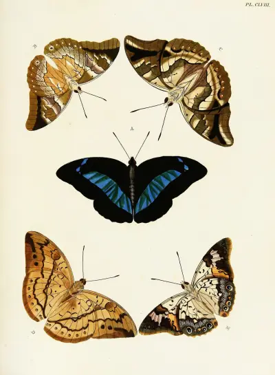 Foreign butterflies occurring in the three continents Asia, Africa and America Pl.405 av Pieter Cramer