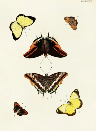 Foreign butterflies occurring in the three continents Asia, Africa and America Pl.433 av Pieter Cramer