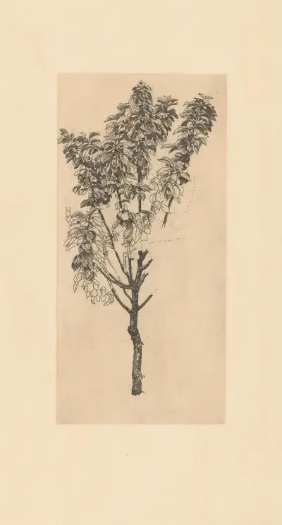 Körsbärsträd av Pieter Dupont