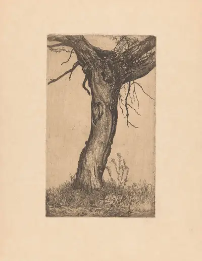 Wierzba, 1896 – Nr. 1, Pieter Dupont
