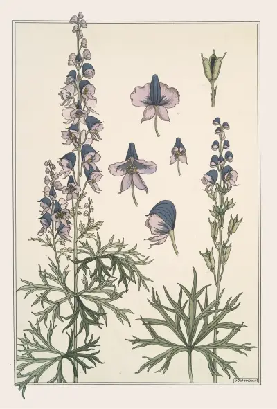 Aconit von Maurice Pillard Verneuil