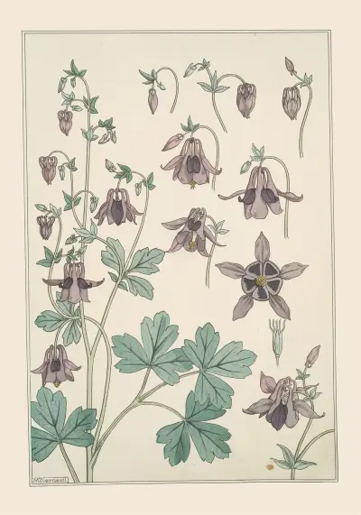 Ancolie von Maurice Pillard Verneuil