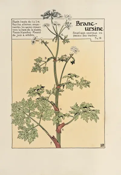 Branc-ursine av Maurice Pillard Verneuil