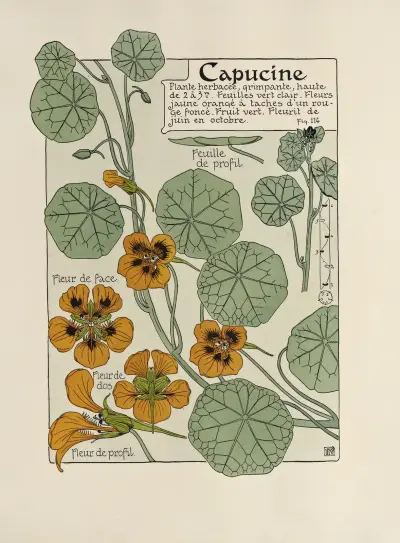 Capucine von Maurice Pillard Verneuil