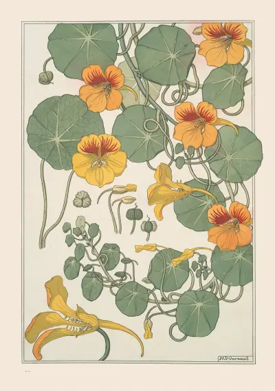 Capucine von Maurice Pillard Verneuil