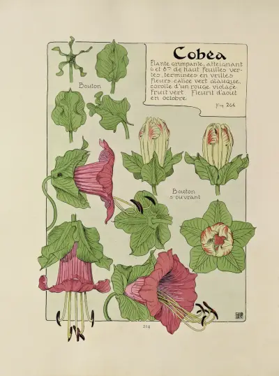 Cobea av Maurice Pillard Verneuil