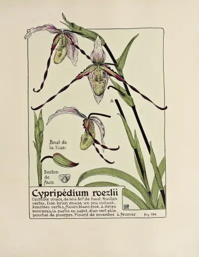 Cypripedium roezlii von Maurice Pillard Verneuil